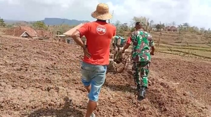 Siapkan Lahan Pertanian, Babinsa Koramil 0826-10 Waru Bantu Warga Bajak Sawah