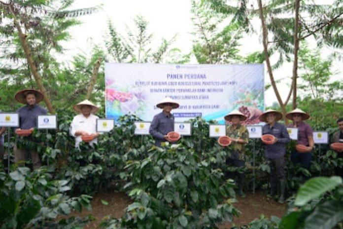 BI Panen Perdana Demplot Klaster Kopi   Gapoktan Berkarya 