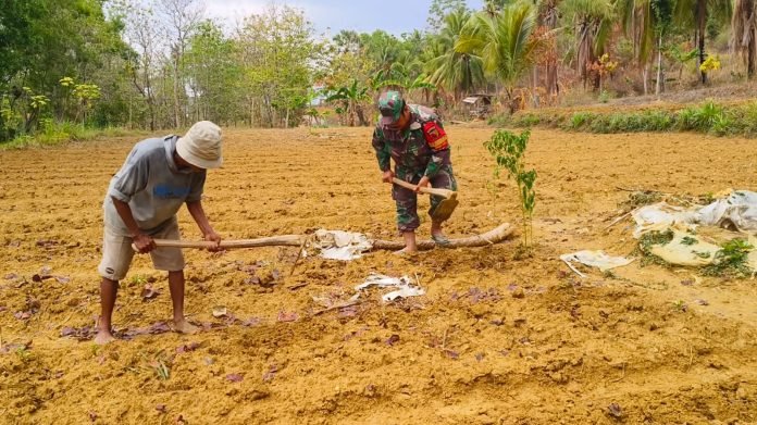 Babinsa Posramil 0826/12 Kadur Bantu Petani Manfaatkan Lahan Kosong untuk Tanami Jagung dan Bawang Merah