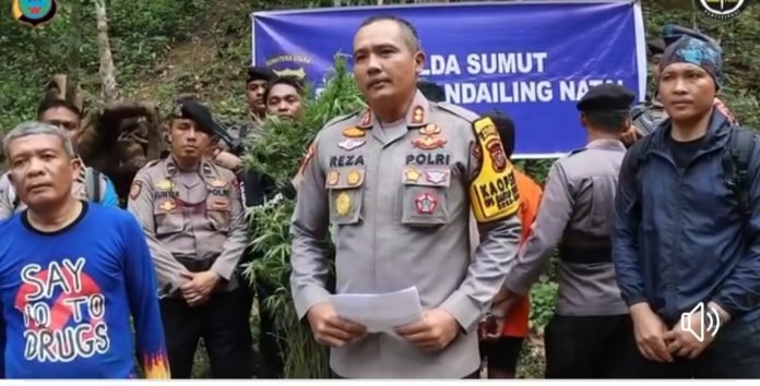 Dipimpin Kapolres, Polres Madina Musnahkan 5 Hektare Ladang Ganja di Tor Sihite