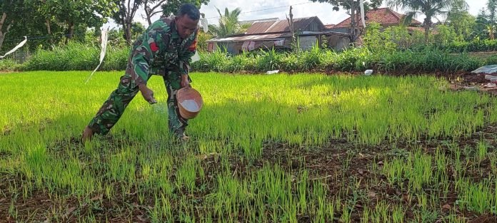 Dukung Ketahanan Pangan, Babinsa Desa Potoan Laok Berikan Bantuan Pemupukan Tanaman Padi