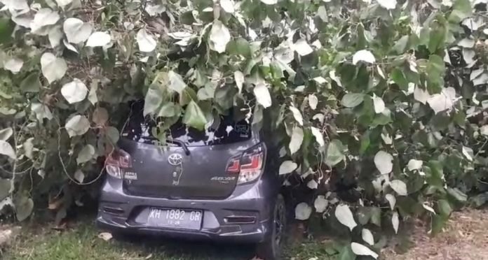 Hujan Disertai Angin Kencang Minggu Sore Buat Pohon Tumbang dan Timpa Mobil Parkir 3