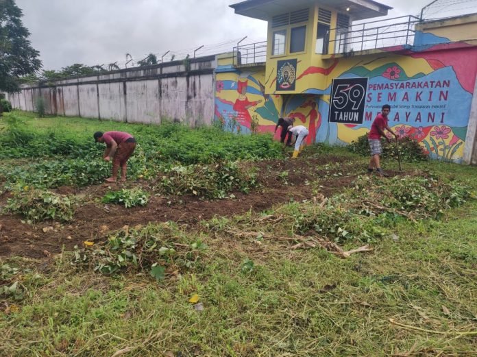 Lapas Bukittinggi panen Ubi hasil kegiatan Pembinaan Kemandirian WBP    
