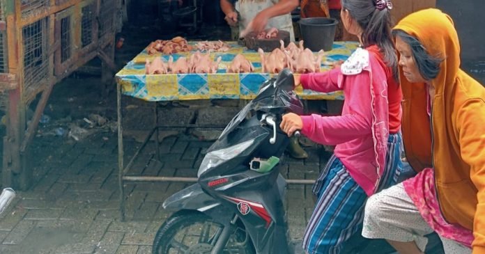 Natal, Permintaan Darah Ayam Kampung Meningkat