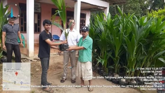 Pemkab pakpak bharat bagikan bibit kelapa genjah labuhan batu ke poktan