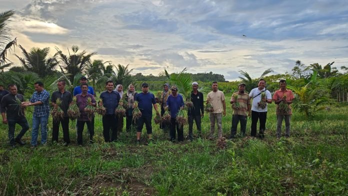 Pj Bupati Panen Bawang Di Gampong Saney