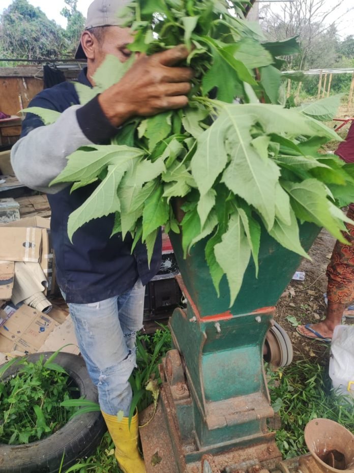 Tekan biaya produksi, WBP Lapas Bukittinggi olah pakan ternak dari limbah organik