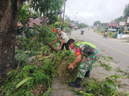 Babinsa Koramil 0108-01/Lawe Sigala Bersama Warga Pangkas Pohon di Pinggir Jalan