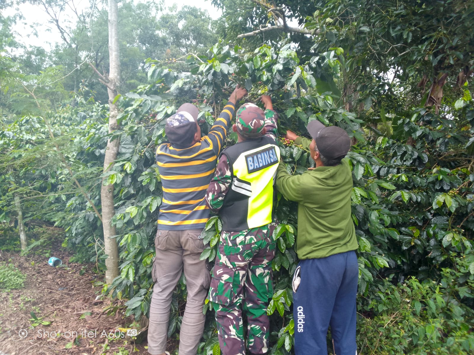 Babinsa Koramil 06/Jagong Melaksanakan Pendampingan Kepada Petani Kopi