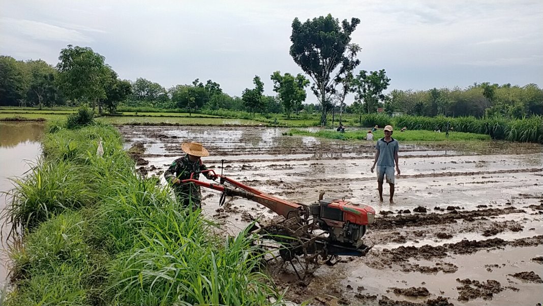 Babinsa Koramil 0826-05 Larangan Bantu Petani Bajak Sawah Untuk Siapkan Lahan Pertanian