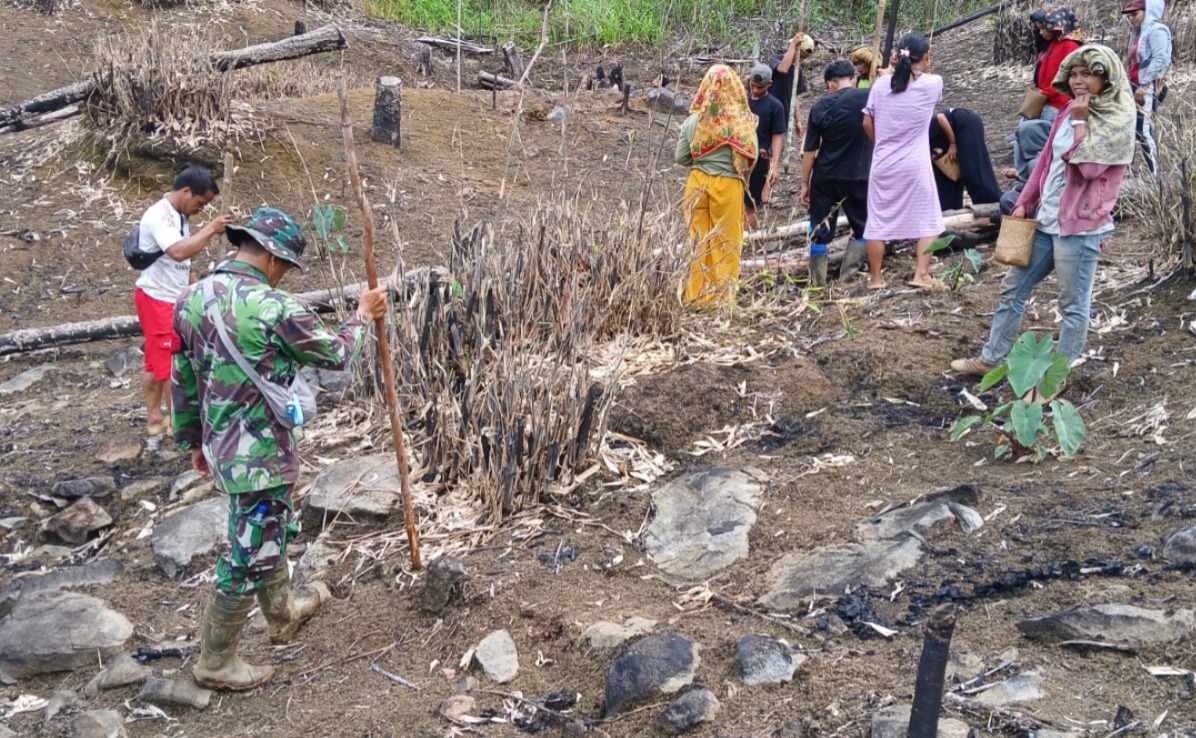 Babinsa Batang Alai Selatan Bantu Warga Atiran Manugal Padi