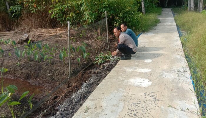 Kembali Lakukan Pengecekan Areal Pemanfaatan Lahan Produktif Ketahanan Pangan di Desa Anjir Serapat Baru