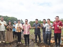 Bupati Humbang Hasundutan Panen Kentang Bersama BUMDes Sipalakki Makmur Bupati Humbang Hasundutan Panen Kentang Bersama BUMDes Sipalakki Makmur