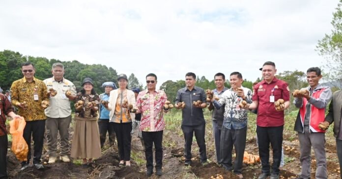 Bupati Humbang Hasundutan Panen Kentang Bersama BUMDes Sipalakki Makmur